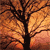 :icongolden-demeter: