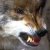:icongolden-eyz: