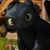 :icongolden-nightdragon: