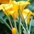 :icongoldenchild27:
