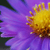 :icongoldencolours: