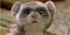 :icongoldencommpass: