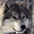 :icongoldendogamaretto: