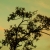 :icongoldendreamphoenix: