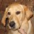 :icongoldendreams:
