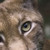 :icongoldeninuzuma:
