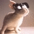 :icongoldenkey: