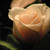 :icongoldenlantern14: