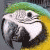 :icongoldenparrot: