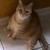 :icongoldenpearls:
