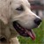 :icongoldenretrieverfans: