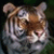 :icongoldentiger24: