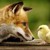 :icongoldenwarefox: