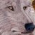 :icongoldfoot: