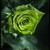 :icongoldie-rose: