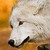 :icongoldrushrunning: