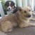 goliatgirl00 :icongoliatgirl00: