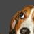 :icongoliath8: