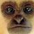 :icongolis: