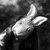 :icongonerabbits: