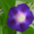:icongoodmorninglory: