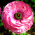 :icongoose-pimples: