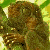 :icongooshins: