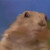:icongopher25: