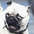 :icongopherchuck6: