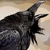 :icongorcrow: