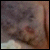 gordo-peludo-is-love :icongordo-peludo-is-love: