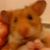 :icongordonmackay: