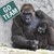 :icongorillahandz: