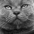 :icongorillamilkshake: