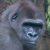 :icongorillarool: