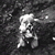 :icongorsky: