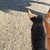 :icongossamerraven: