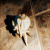 :icongotart0012: