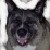 :icongotchalv247: