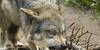 :icongothic-wolves: