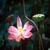 :icongothiccherryblossom: