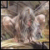 :icongothtartbox41: