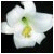 :icongotpeppers: