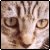 :icongpup: