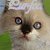 gracefulcat :icongracefulcat: