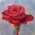 :icongraciousroos: