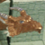 :icongradendine: