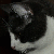 :icongradge: