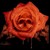 :icongraffitikat: