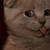 :icongrammagoofus: